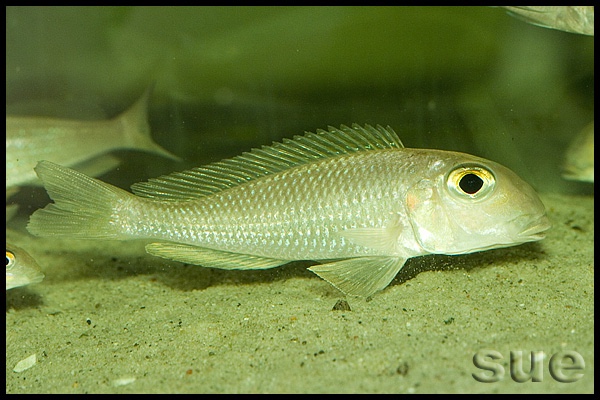 Xenotilapia boulengeri 'Ilangi'